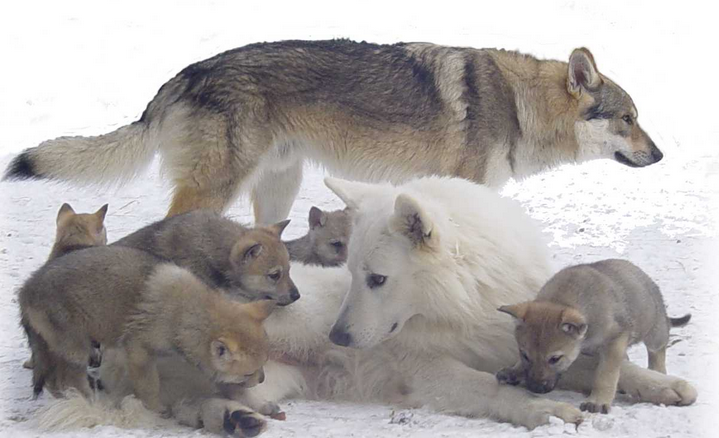 Incarnation en loup